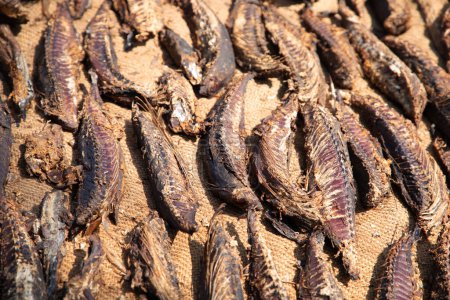 Ausgenommen werden viele kleine Thunfischfilets in der Sonne getrocknet. Zubereitung von gesalzenem Fisch auf traditionelle sri-lankische Art