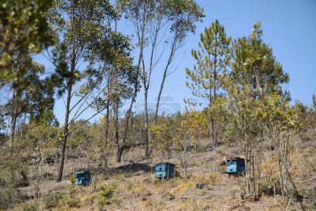 plusieurs ruches bleues faites maison dans la forêt de Madagascar pour les abeilles sauvages.