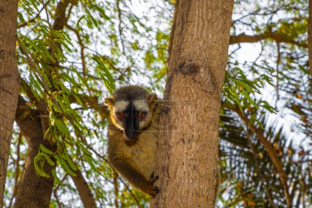 Photo for Red-bellied Lemur - Eulemur rubriventer, rain forest Madagascar east coast. Cute primate portrait closeup. Madagascar endemic. Kimony park hotel - Royalty Free Image