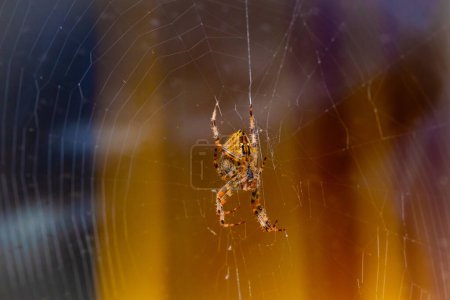 Retrato de araña naranja peluda (araña de jardín europea o araña cruzada o tejedor de orugas cruzadas o araña diadema, Araneus diadematus) gran hermoso y brillante female.selective foco se encuentra en el centro de la web.