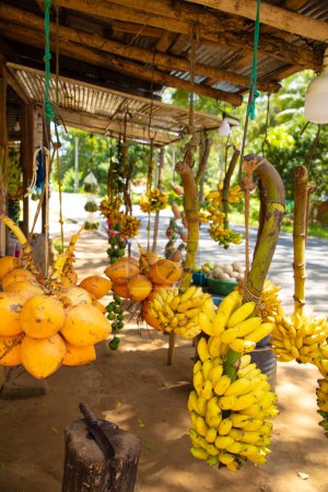 Road side fruit stall selling banana and other fruits in Sri Lanka. ripe yellow coconuts are suspended along with branch on which they grew.