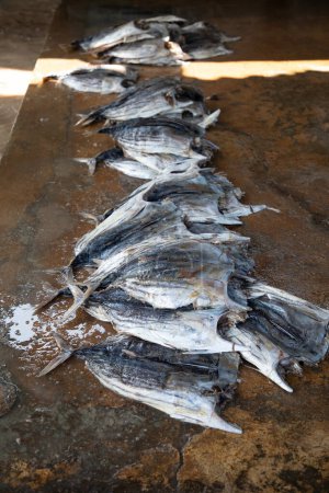 Los pequeños filetes de atún destripados y procesados se secan al sol. preparar pescado salado a la manera tradicional de Sri Lanka.