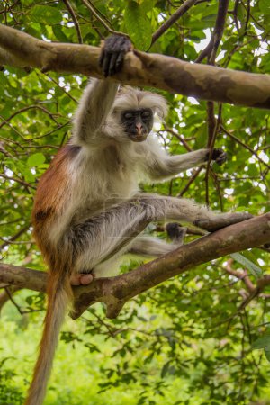 Zanzíbar mono colobo rojo sentado en el árbol y descansando en el bosque, su hábitat natural. Lindo mono salvaje con la cara oscura. Isla Zanzíbar, Tanzania. África viajes y animales salvajes concepto.