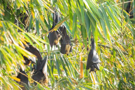 gros plan accroché à un arbre une chauve-souris fruitière (Pteropus mariannus). arrière-plan nature au Sri Lanka. animaux sauvages dans un environnement naturel pour vous-même