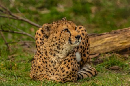 cheetah resting on green grass, very close eye contact. Large graceful feline beast