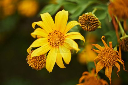 Téléchargez les photos : Belles fleurs jaunes en Thaïlande-arbre souci, tournesol mexicain, tournesol mexicain, tournesol japonais, chrysanthème Nitobe - en image libre de droit