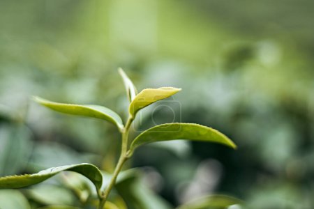 Foto de Hoja de té en la plantación de té para crear el fondo de la naturaleza muestra el brillo y la frescura de los jardines abundantes - Imagen libre de derechos