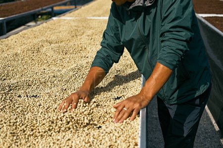 Photo for Man from Thailand drying coffee beans at factory at Doi Chang , Chiang Rai, Thailand - Royalty Free Image