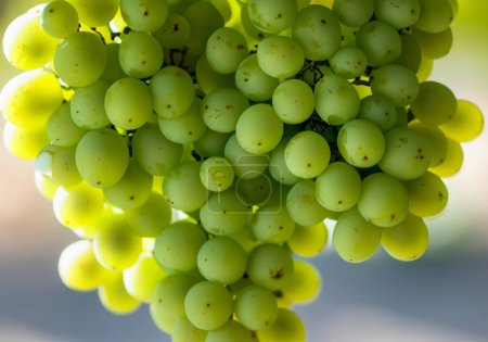 closeup of seedless green Shine Muscat grape on backgroun