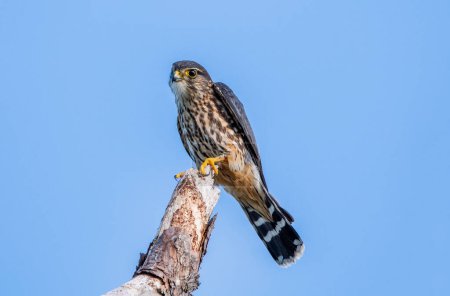 Photo for A merlin perched on a tree branch in Florida. - Royalty Free Image