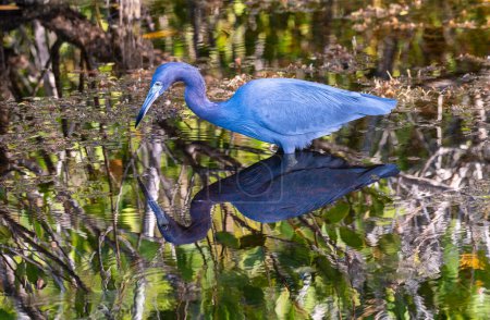 Téléchargez les photos : A little blue heron fishes in a salt marsh. - en image libre de droit