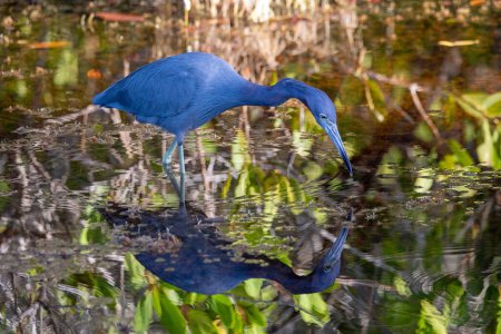 Téléchargez les photos : A little blue heron fishes in a salt marsh. - en image libre de droit