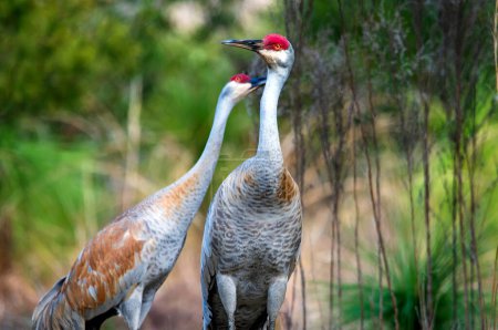 Photo for A wild sandhill crane in a Florida park. - Royalty Free Image