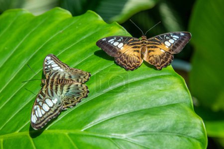Photo for Two clipper butterflies, or Parthenos sylvia, on a large leaf. - Royalty Free Image