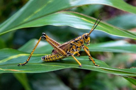 Photo for An eastern lubber grasshopper - Royalty Free Image