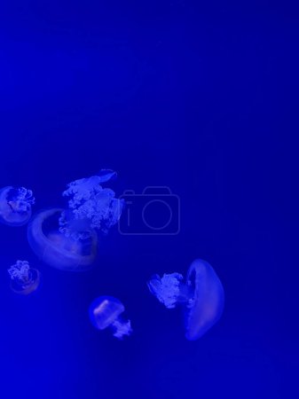 Téléchargez les photos : Méduses blanches en eau bleue. Un fond sous-marin de méduses dans la mer. - en image libre de droit