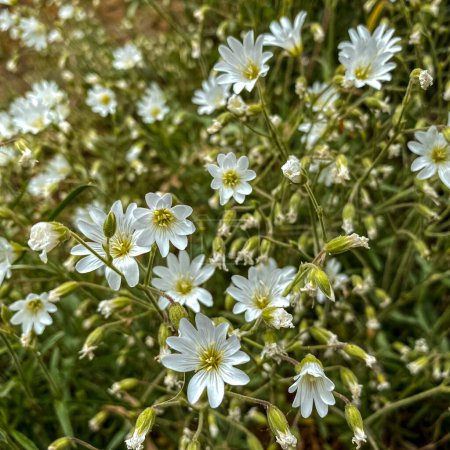 Champ d'herbe verte et petites fleurs blanches.