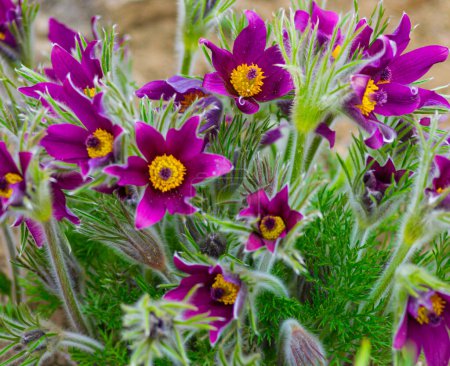 Flores del Windflower o Pulsatilla Patens.First flor floreciente primavera, macro planta púrpura, hierba de ensueño