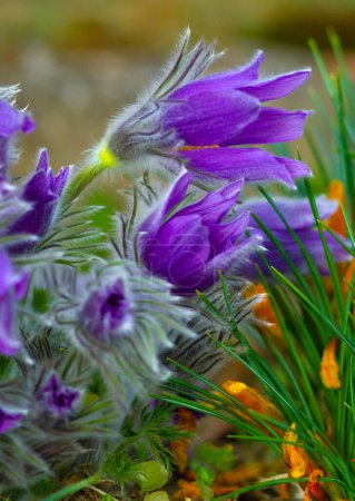 Flowers of the Windflower or Pulsatilla Patens.First spring blooming flower, purple plant macro, dream grass	