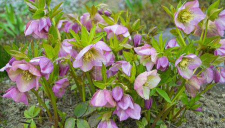Christmas rose in full blooming.colourful freshness of winter flowering Hellebores