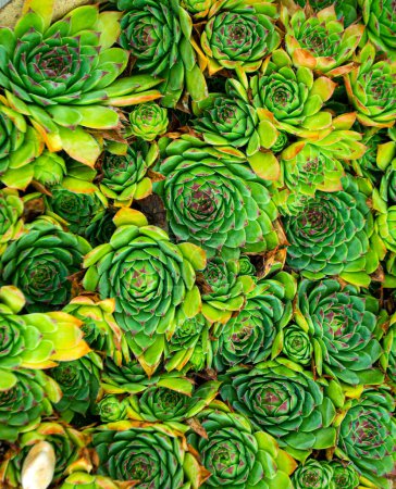 Natural background Cactus succulent plant. Sempervivum close-up pattern.Rectangular arrangement of succulents