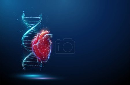 Blaue DNA-Molekülhelix mit rotem Menschenherz. Hereditäre Herzkrankheiten, Diagnose genetischer Erkrankungen Konzept. Gentechnik, Biotechnologie. Low-Poly-Stil Wireframe Lichtstruktur Vector