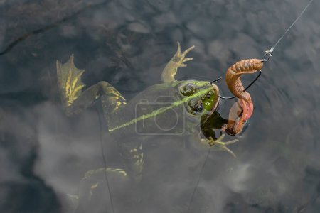 Téléchargez les photos : Big frog caught by fishing soft lure - en image libre de droit