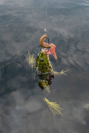 Téléchargez les photos : Big frog caught by fishing soft lure - en image libre de droit