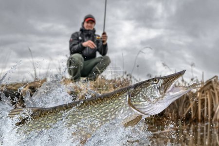Téléchargez les photos : Pêche au brochet. Pêcheur attraper gros poisson muskie éclaboussures dans l'eau - en image libre de droit