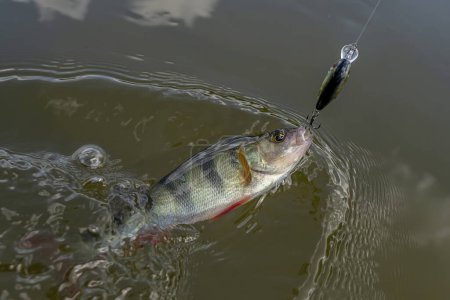 Perch fish on hook in water. Perch fishing on crankbait