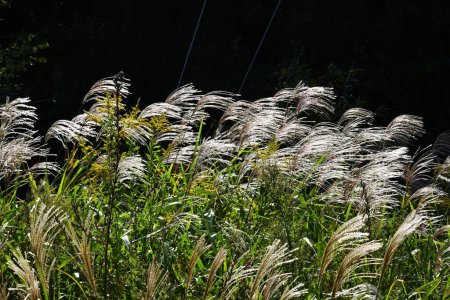 Japanese pampas grass. Japanese autumn seasonal background material.