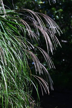Photo for Japanese pampas grass. Japanese autumn seasonal background material. - Royalty Free Image