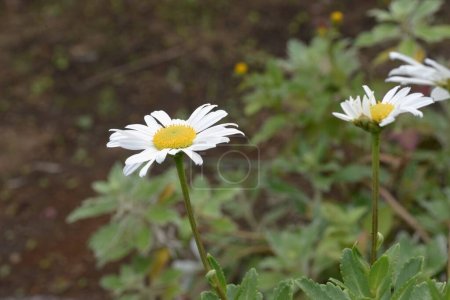 Téléchargez les photos : Marguerite de Nippon (Nipponanthemum nipponicum) .Asteraceae plantes vivaces qui sont endémiques au Japon et poussent naturellement près de la côte.La saison de floraison est de Septembre à Novembre. - en image libre de droit