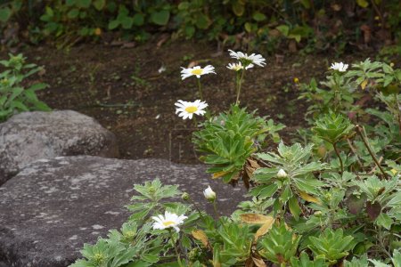Nippon daisy (Nipponanthemum nipponicum) flores.Asteraceae plantas perennes que son endémicas de Japón y crecen naturalmente cerca de la costa.La temporada de floración es de septiembre a noviembre..