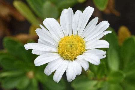 Nippon daisy ( Nipponanthemum nipponicum ) flowers.Asteraceae perennial plants that are endemic to Japan and grow naturally near the coast.The flowering season is from September to November.