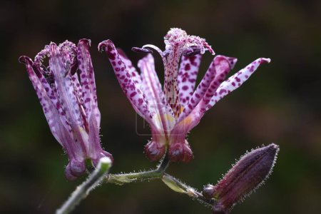 Téléchargez les photos : Tricyrtis formosana fleurs. Liliaceae plantes vivaces. De septembre à novembre, les corymbes sont attachés à l'extrémité de la tige et les fleurs sont portées vers le haut. - en image libre de droit
