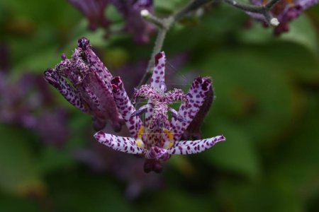 Photo for Tricyrtis formosana flowers. Liliaceae perennial plants. From September to November, the corymbs are attached to the tip of the stem and the flowers are borne upward. - Royalty Free Image
