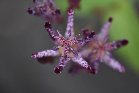 Tricyrtis formosana blüht. Liliengewächse mehrjährige Pflanzen. Von September bis November werden die Dolden an der Stielspitze befestigt und die Blüten nach oben getragen..