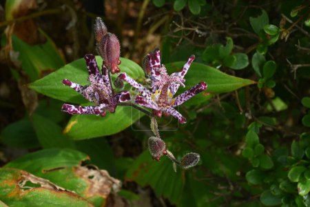 Photo for Tricyrtis formosana flowers. Liliaceae perennial plants. From September to November, the corymbs are attached to the tip of the stem and the flowers are borne upward. - Royalty Free Image