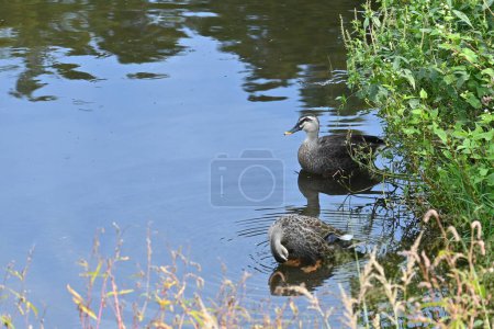 Photo for Ducks playing in the water. Waterfowl background material. - Royalty Free Image