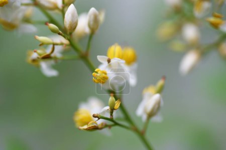 Téléchargez les photos : Fleurs de bambou céleste. Documents de référence saisonniers. Petites fleurs blanches avec un pollen jaune proéminent fleurissant au début de l'été, et ce pollen est porté par les insectes. - en image libre de droit