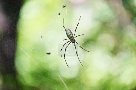 A spider in the forest. Spiders are carnivorous arthropods that have venomous glands in their chelicerae and spew threads to prey on small animals.