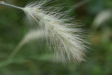 Foto de Pennisetum villosum. Poaceae perennial plants. Un hermoso vidrio ornamental con suaves orejas blancas balanceándose en la brisa de otoño. - Imagen libre de derechos