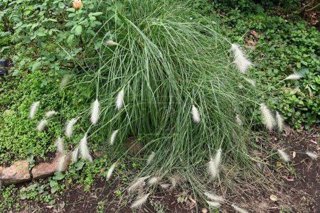Pennisetum villosum. Poaceae perennial plants. A beautiful ornamental glass with soft white ears swaying in the autumn breeze.