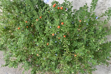  Bayas de cereza de Jerusalén. Solanaceae arbusto siempreverde. Flores blancas florecen en verano, y las bayas maduran a naranja en otoño e invierno, pero tenga cuidado, ya que son altamente tóxicos.