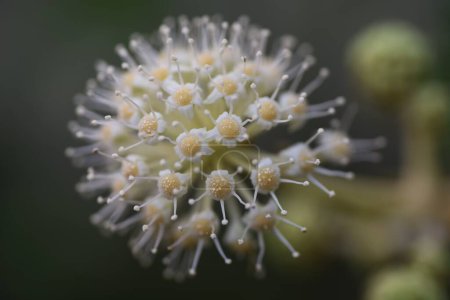 Aralia japonais (Fatsia japonica) fleurs. Arbuste à feuilles persistantes Araliaceae. La saison de floraison est d'octobre à décembre et est pollinisée par les insectes. Plante médicinale contenant des saponines dans ses feuilles.