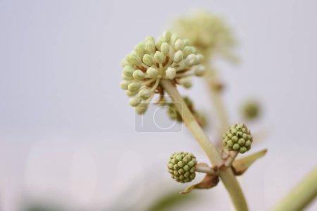 Aralia japonais (Fatsia japonica) fleurs. Arbuste à feuilles persistantes Araliaceae. La saison de floraison est d'octobre à décembre et est pollinisée par les insectes. Plante médicinale contenant des saponines dans ses feuilles.