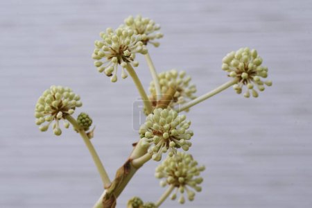 Aralia japonesa (Fatsia japonica) flores. Araliaceae Arbusto siempreverde. La temporada de floración es de octubre a diciembre y está polinizada por insectos. Planta medicinal que contiene saponinas en sus hojas.
