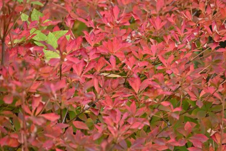 Autumn leaves of Enkianthus perulatus (Dodan-tsutsuji). Ericaceae deciduous shrub.A plant where you can enjoy flowers and fresh greenery in spring, and autumn foliage.