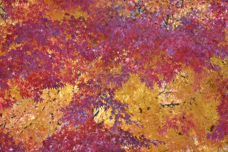 Autumn leaves of Japanese maple. Seasonal background material.